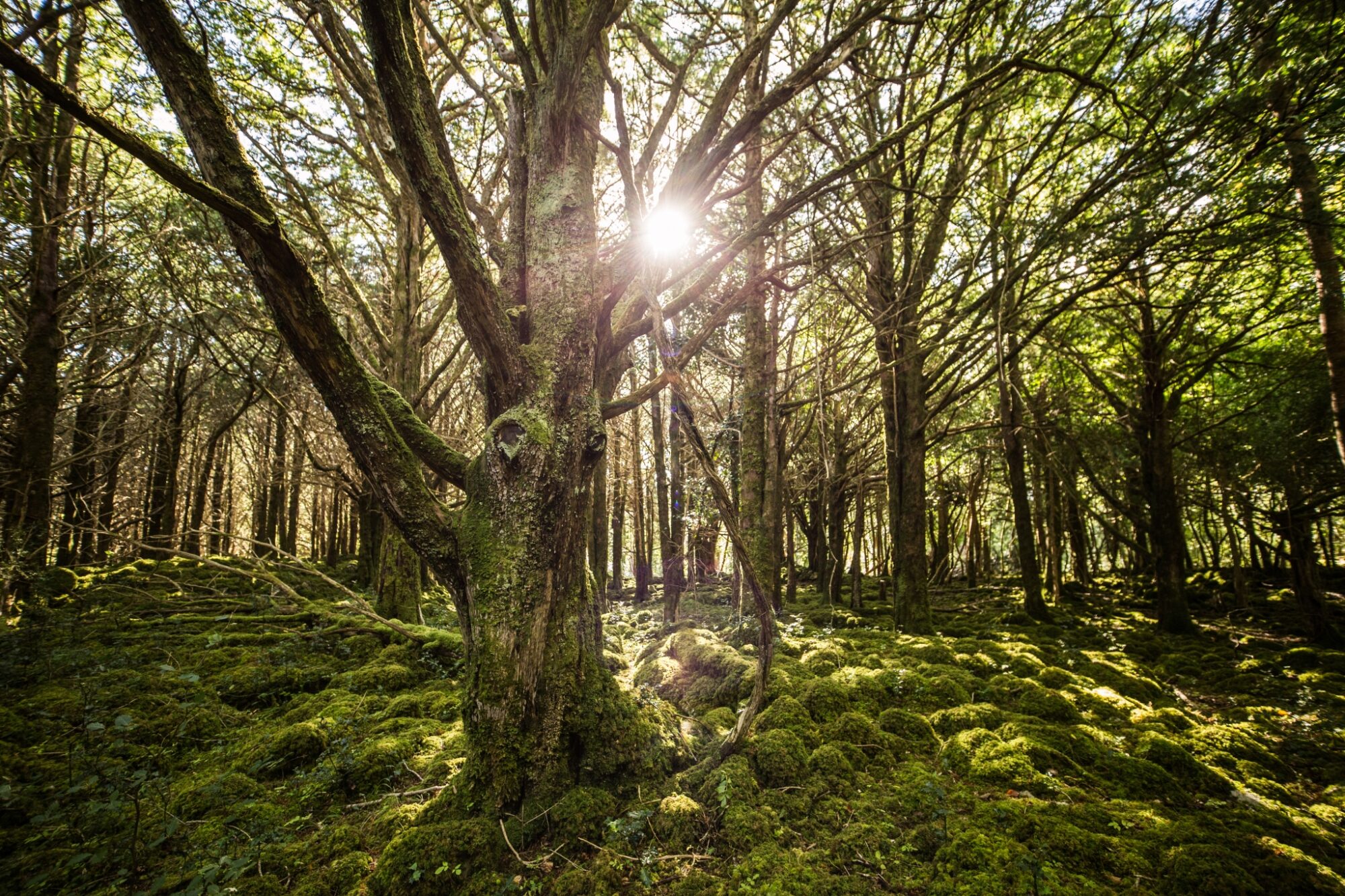 Killarney National Park, Ireland © Anna Jirásková