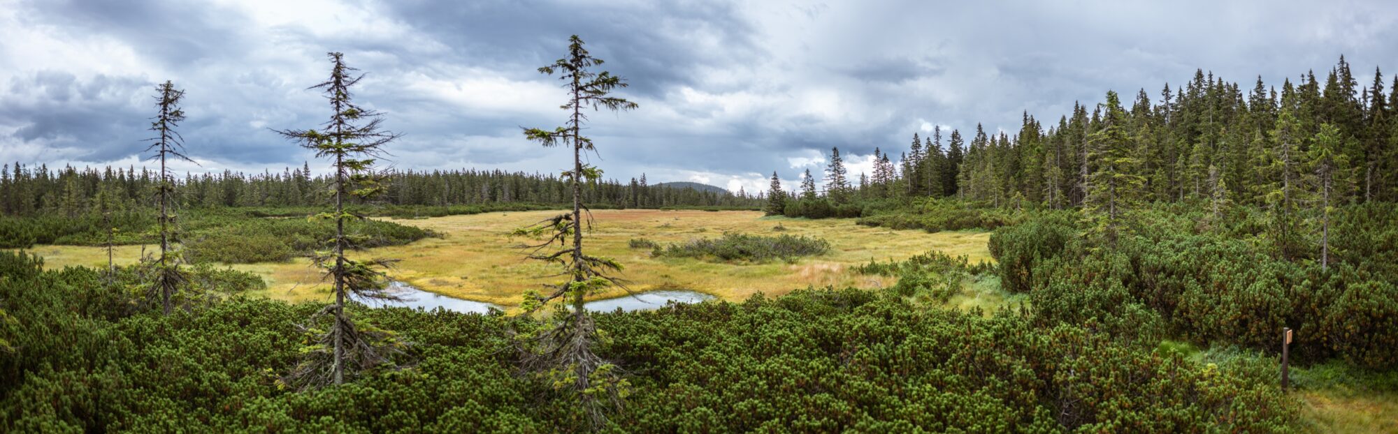 Černohorské rašeliniště, Krkonoše © Anna Jirásková
