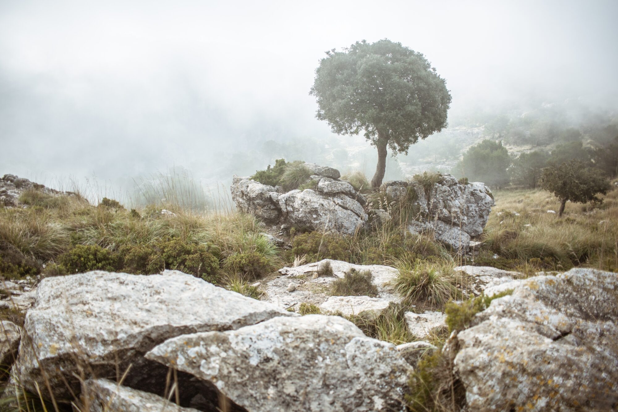 Osamělý strom na dálkovém treku GR 221, Mallorca © Anna Jirásková