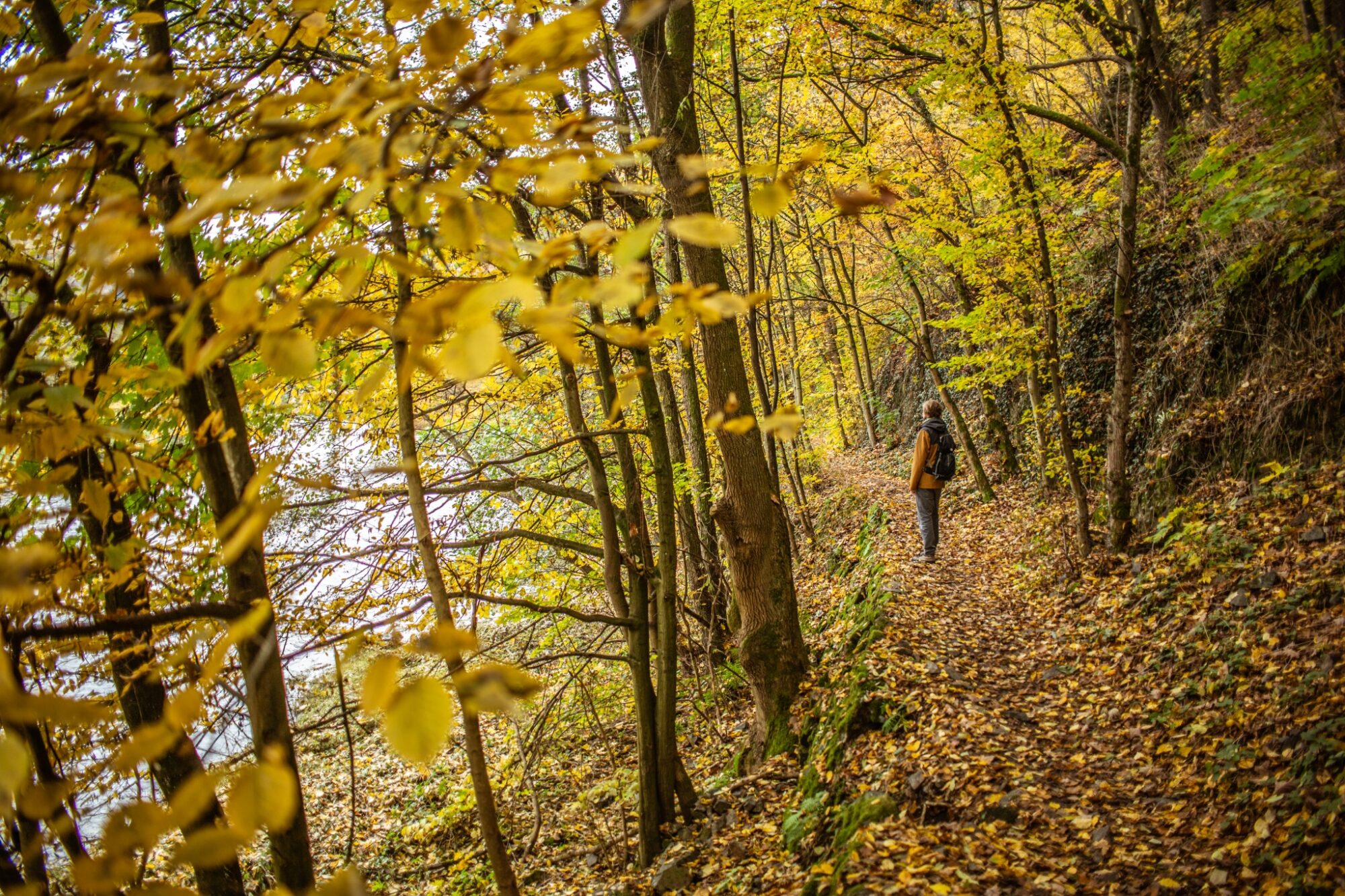 Posázavská stezka, podzim, les © Anna Jirásková