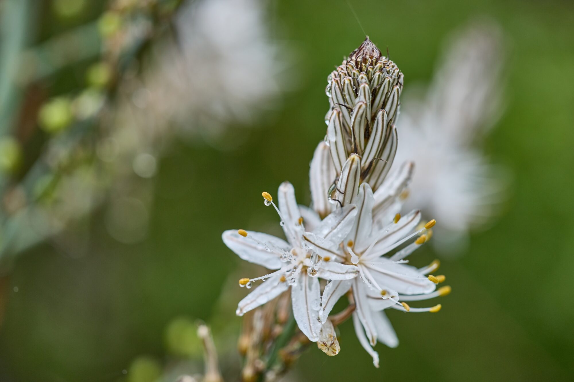 Asfodel větévnatý, Sardinie © Anna Jirásková