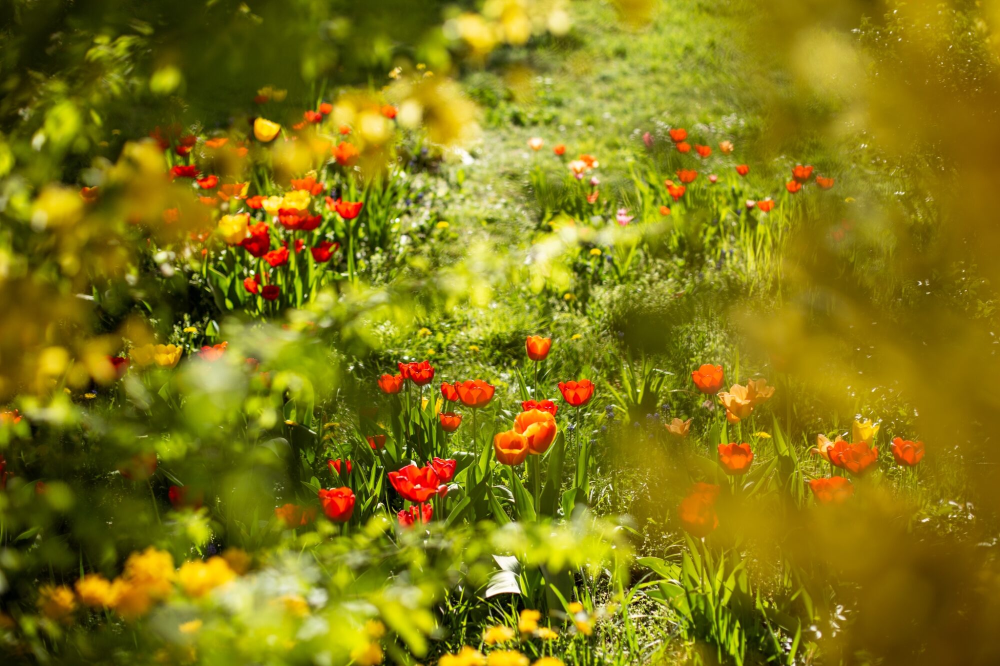 Západ slunce, tulipány, zlatý déšť © Anna Jirásková